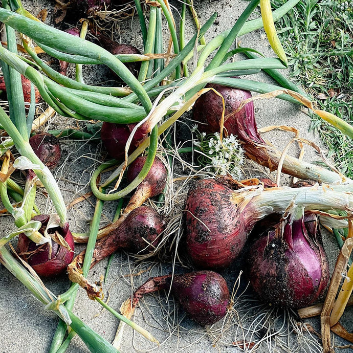 How To Plant Onions in Your Raised Garden Beds or Backyard Garden?