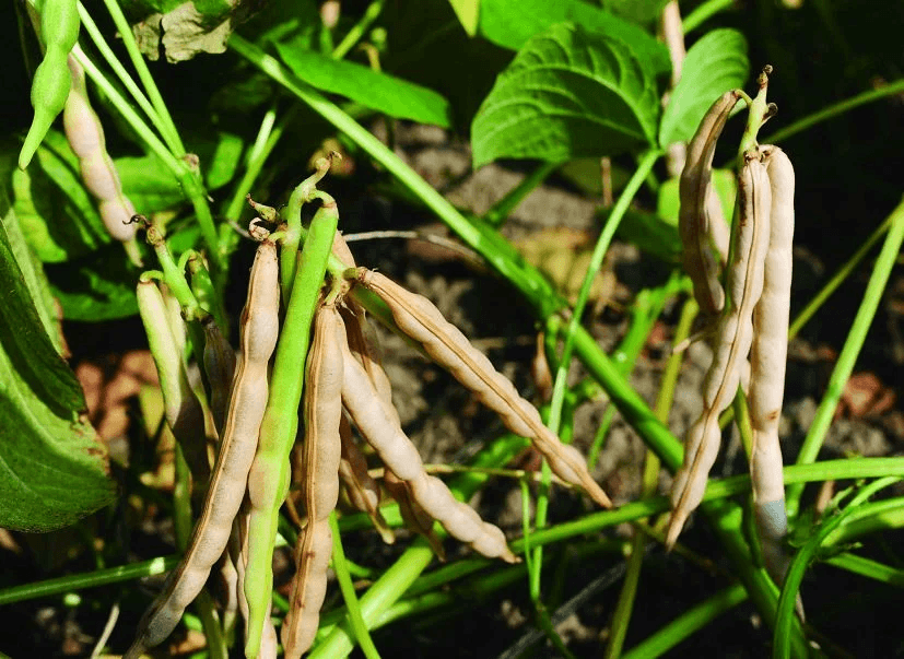 A Guide To Cultivate Adzuki Beans – Ollegardenshttps://www.ollegardens ...