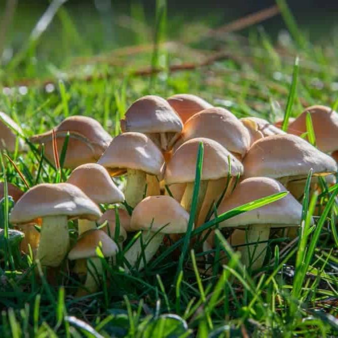 Mushrooms in Your Garden: A Quick Cleanup Guide