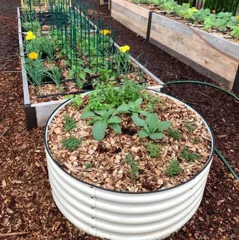 How To Plant Spinach and The Health Benefits Of Spinach On The Raised Garden Bed