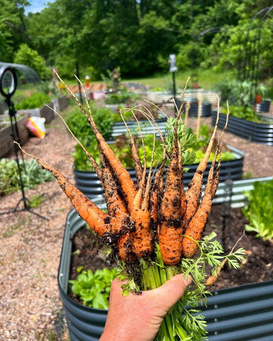 Get Planting! 8 Essential Crops to Sow in August for a Bountiful Fall Harvest