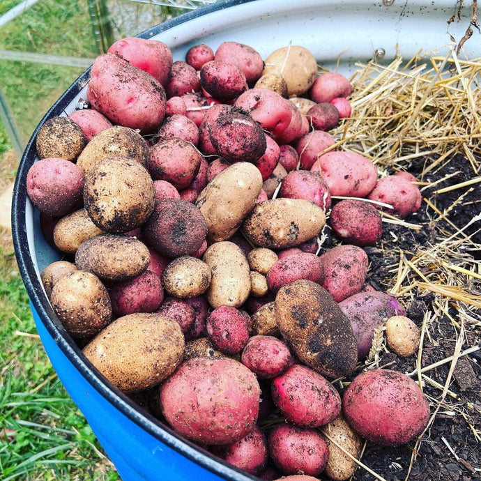 Discover 5 Winning Plant Combos for Your Raised Beds