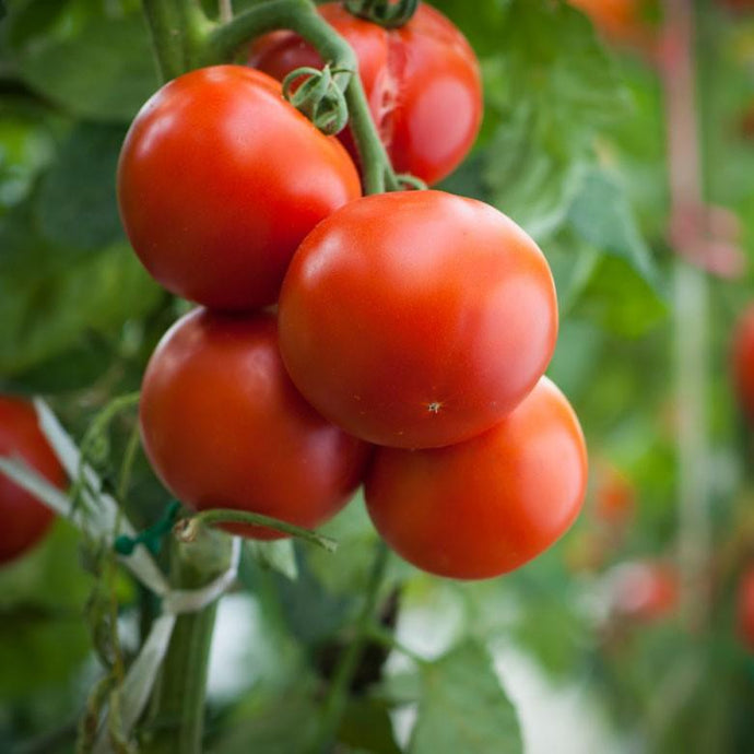 When to Fertilize Tomato Plants: A Guide for a Bountiful Harvest