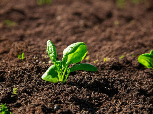 Thriving Through the Chill: Unveiling the Winter Wonders of Your Raised Bed Garden