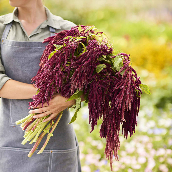 Growing and Harvesting Amaranth: An Ancient Crop for Modern Gardens