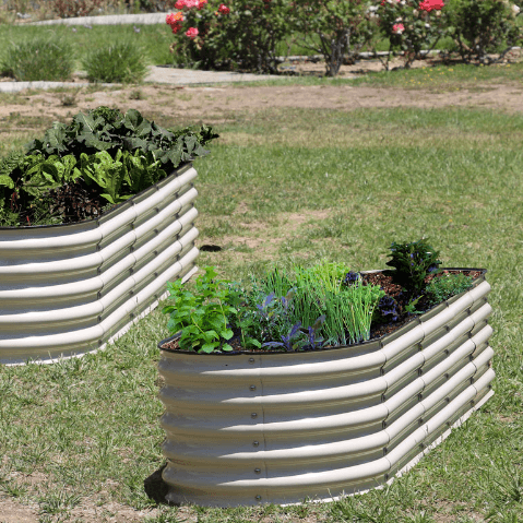 Incredible Record Breaking Harvest - The Magic of the Raised Garden Beds