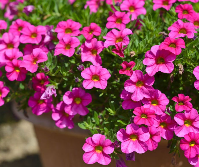 Basking in the Glory: Choosing the Best Full Sun Potted Plants