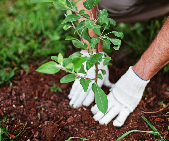 10 Raised Bed Gardening Tips to Spring into Success This Season