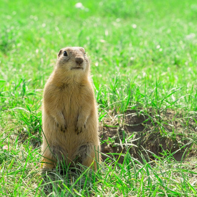 Comprehensive Guide to Controlling Garden Gophers