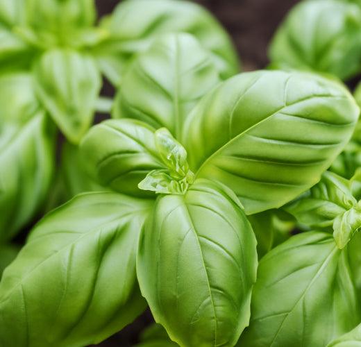 Growing Basil In A Raised Bed Garden