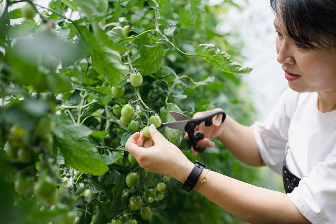 Tomato Gardening: Prune or Let Grow?