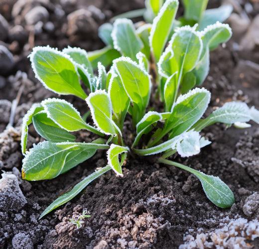 Planting AfterThe Last Frost