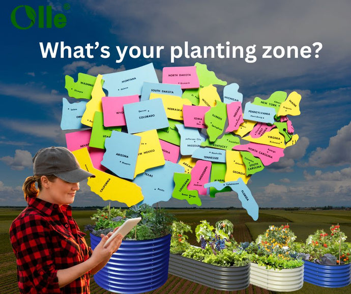 Decoding Your Garden's Destiny: Understanding Planting Zones with Olle Gardens