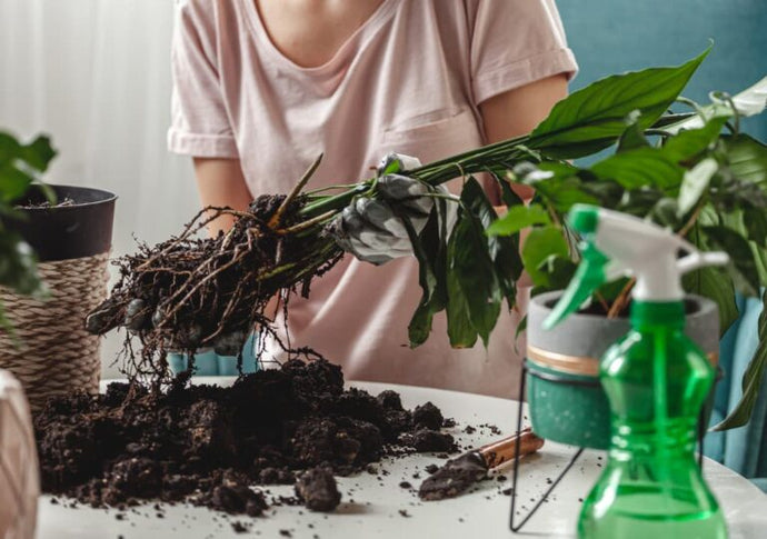 How to Propagate Plants: 4 Ways to be a Pro