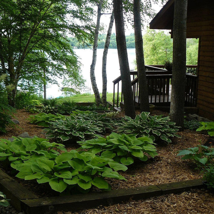 Shaded Serenity: Gardening in the Cool Embrace of Shadows