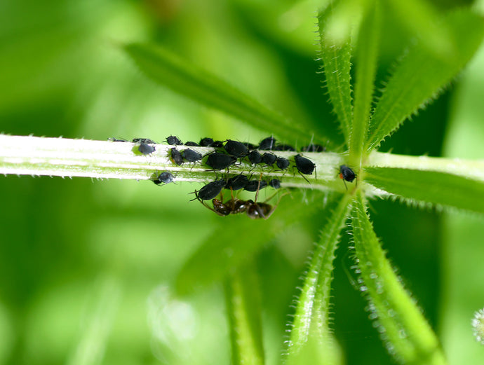 How to Control Ants and Aphids in Your Garden