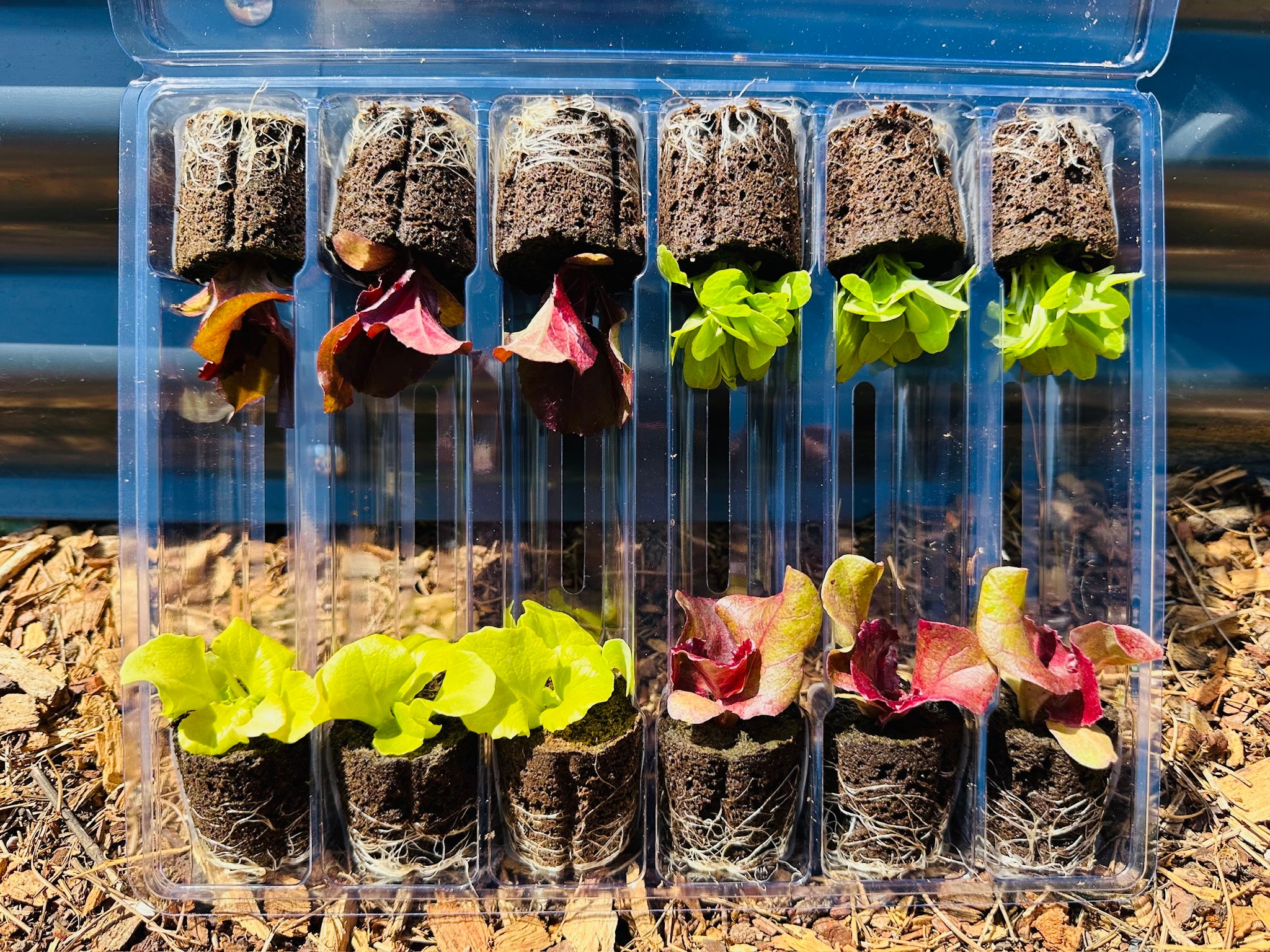 Olle Lettuce Seedlings 12 Pack